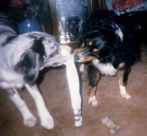 foxandpep.jpg